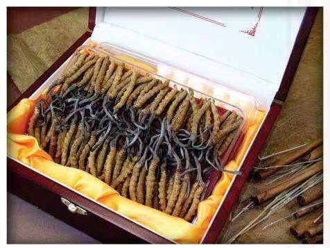 吉阳冬虫夏草回收